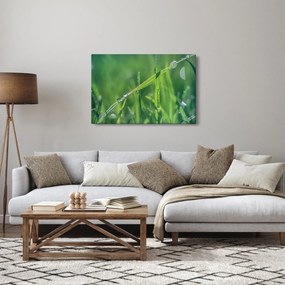 Tablou cu picături de rouă (90x60 cm)
