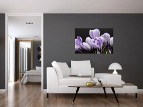 Tablou - Crocus violet (90x60 cm)