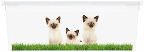 Cutie din plastic KIS C Puppy and Kitten - XS