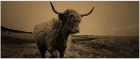 Tablou - Vacă scoțiană pe fugă (120x50 cm)