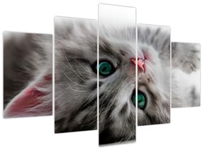 Tablou - Pisica cu ochi verzi (150x105 cm)
