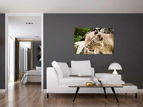 Tablou cu leoaică (90x60 cm)