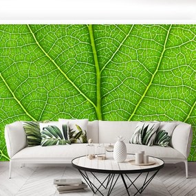 Fototapet Frunză verde