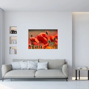 Tablou cu flori de maci (90x60 cm)