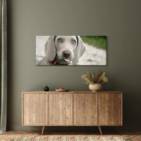 Tablou - cățeluș weimaraner (120x50 cm)