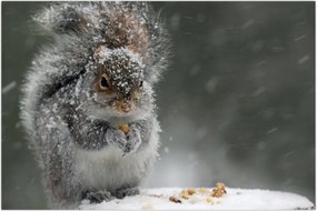 Tablou - Veveriță iarna (90x60 cm)