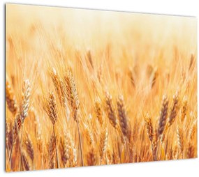 Tablou pe sticlă - câmp cu grâne (70x50 cm)