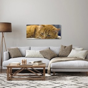 Tablou cu pisica (120x50 cm)