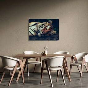 Tablou pe sticlă - Tigrul Siberian (70x50 cm)