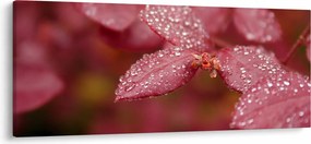Tablou - Imagine macro a biletului (120x50 cm)