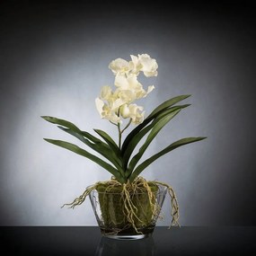 Aranjament floral mediu design LUX VANDA CLUMP