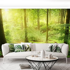 Fototapet Misty Forest