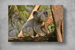 Tapet Premium Canvas - Ursul koala in copac