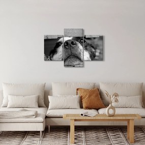 Tablou cu câine (90x60 cm)