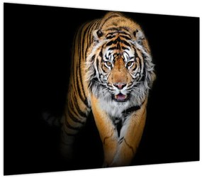 Tablou pe sticlă - Tiger (70x50 cm)