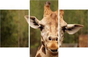 Tablou girafe (90x60 cm)