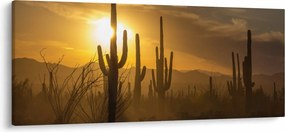 Tablou - Cactuși Saguaro (120x50 cm)