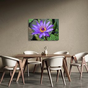 Tablou pe sticlă - Floare violet (70x50 cm)