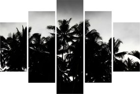 Tablou alb negru - palmieri (150x105 cm)