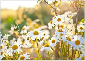 Tablou - Margarete (70x50 cm)