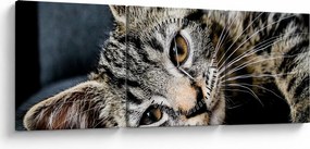 Tablou - Pisoi (cu ceas) (90x30 cm)