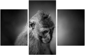 Tablou - Maimuță (90x60 cm)