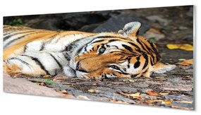 Tablouri acrilice situată tigru