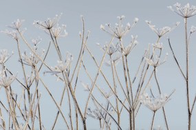 Fototapet, Frostwork, Rebel Walls