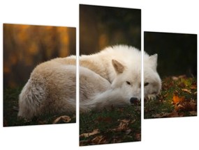 Tablou - Lupul care se odihnește (90x60 cm)
