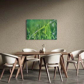 Tablou cu picături de rouă (90x60 cm)
