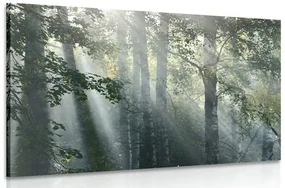 Tablou raze de soare în pădure plină de ceață