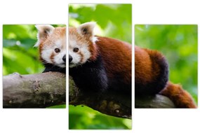 Tablou cu panda roșie (90x60 cm)