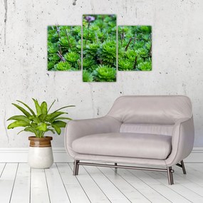 Tablou - Aloe (90x60 cm)