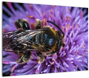 Tablou cu albina pe floare (70x50 cm), în 40 de alte dimensiuni noi