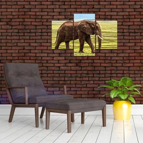 Tablou - Elefantul (90x60 cm)