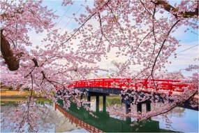 Tablou - Hirosaki, Japonia (90x60 cm)