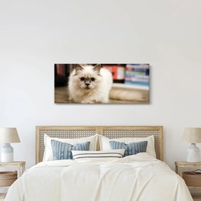 Tablou cu pisica albăr (120x50 cm)
