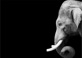 Tablou - Elefant (70x50 cm)