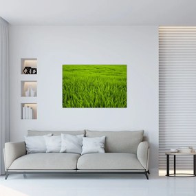 Tablou cu iaraba (90x60 cm)