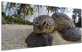 Tablou cu broască țestoasă (120x50 cm), în 40 de alte dimensiuni noi
