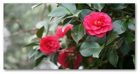 Pictura pe sticlă acrilică Camelia