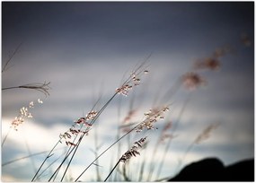 Tablou -Flori de luncă (70x50 cm)