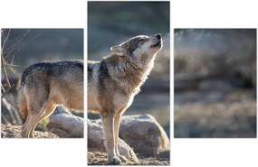 Tablou - Lupul urlător (90x60 cm)