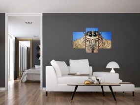 Tablou cu detalii a unui pâianjen (90x60 cm)