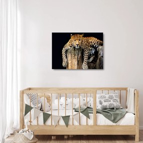 Tablou pe sticlă - Ghepard (70x50 cm)