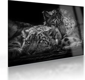 Tablou pe sticlă - Gheparzi care se odihnesc (70x50 cm)
