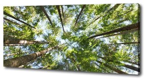 Tablouri tipărite pe pânză Ramuri superioare ale unui copac