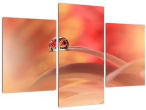 Tablou picăturii de rouă pe floare (90x60 cm)