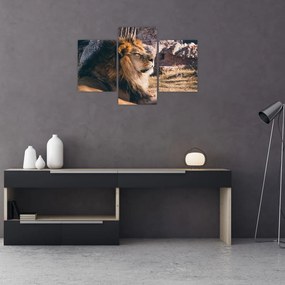 Tablou cu leul dormind (90x60 cm)