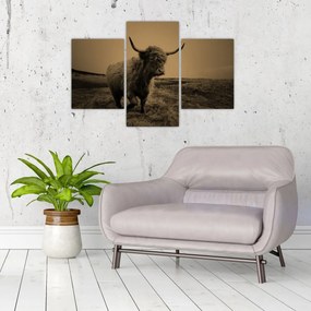 Tablou - Vacă scoțiană pe fugă (90x60 cm)